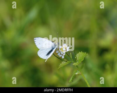 Nutrimento bianco con venature verdi sulla senape all'aglio Foto Stock