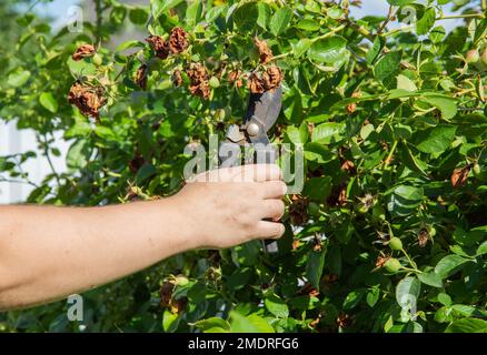 Germogli di essiccazione su una rosa spray. Cura inadeguata delle rose, muffa polverosa e afidi. Mosca rosa. Foto Stock