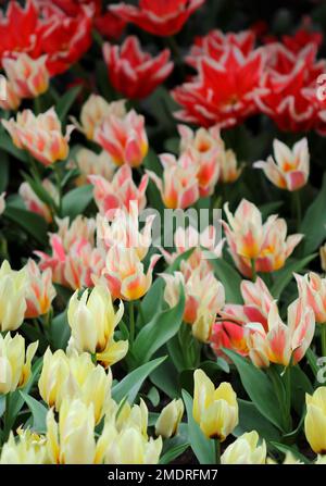 La grande quantità di tulipani colorati in primavera Foto Stock