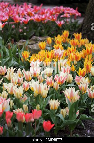 La grande quantità di tulipani colorati in primavera Foto Stock