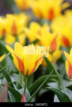 La grande quantità di tulipani colorati in primavera Foto Stock