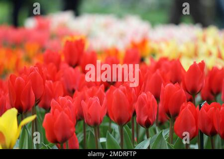 La grande quantità di tulipani colorati in primavera Foto Stock