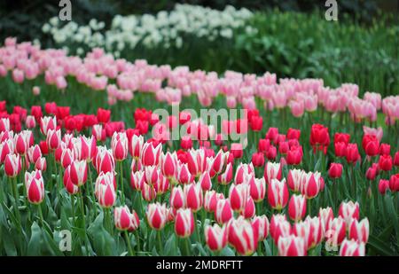 La grande quantità di tulipani colorati in primavera Foto Stock