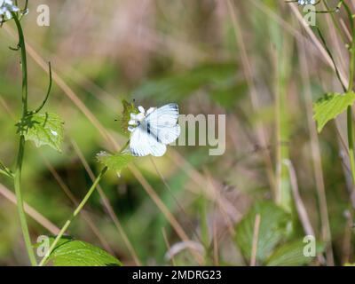 Nutrimento bianco con venature verdi sulla senape all'aglio Foto Stock