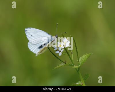 Nutrimento bianco con venature verdi sulla senape all'aglio Foto Stock