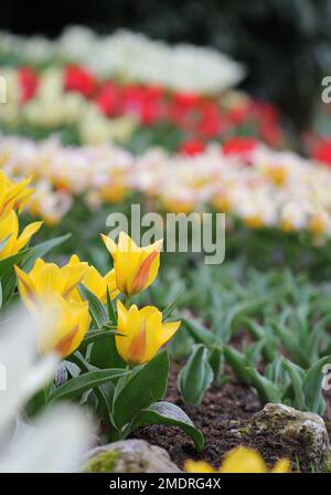 La grande quantità di tulipani colorati in primavera Foto Stock