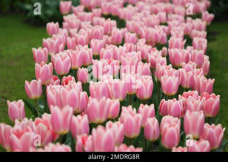 La grande quantità di tulipani colorati in primavera Foto Stock