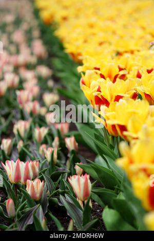 La grande quantità di tulipani colorati in primavera Foto Stock