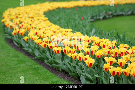 La grande quantità di tulipani colorati in primavera Foto Stock