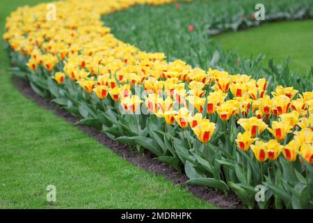 La grande quantità di tulipani colorati in primavera Foto Stock