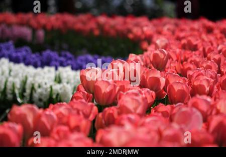 La grande quantità di tulipani colorati in primavera Foto Stock