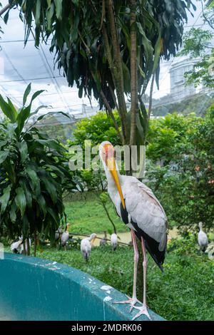 Kuala Lumpur, Malesia - 16th dicembre 2022 - Giardino degli Uccelli Foto Stock