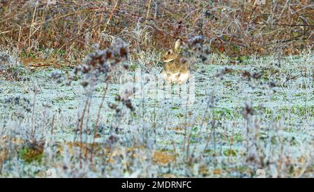 Coniglio (Leporidae) seduto sull'erba bianca gelida in inverno. Foto Stock