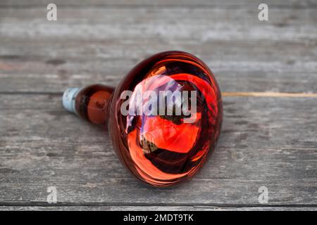 Una grande lampada rossa che irradia calore per animali e uccelli. Sfondo in legno, primo piano, tecnologia Foto Stock