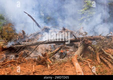 In cantiere un incendio della foresta sradicata per la costruzione di nuove case Foto Stock