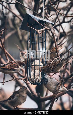 passeri di albero a alimentatore di uccello in inverno. Foto di alta qualità Foto Stock