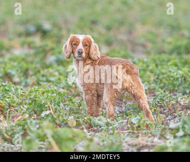 Tipo di lavoro inglese Cocker Spaniel Foto Stock