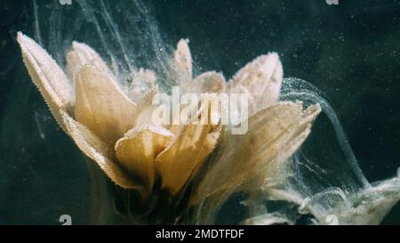 sott'acqua fiore vernice spruzzi di petali gialli Foto Stock