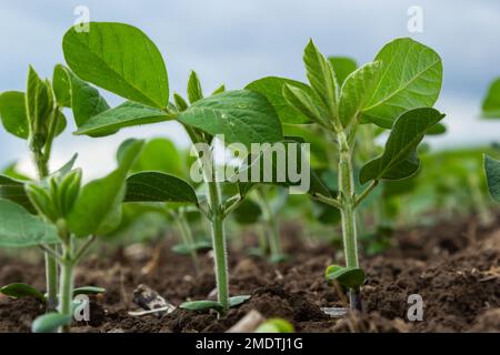 Primo piano di foglie di soia in un campo di piante giovani. Colture giovani di colture agricole. Messa a fuoco selettiva. Foto Stock