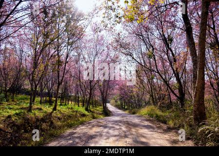 Bella rosa sakura fiore a phu lom lo Loei, Thailandia., Himalayan Cerry selvaggio., Prunus cerasoides. messa a fuoco morbida selezionata Foto Stock