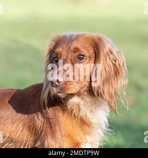 English cocker spaniel Foto Stock