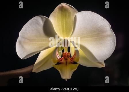 Fiore bianco orchidea isolato fiore phalaenopsis, phalaenopsis o falah sfondo nero scuro primo piano macro retroilluminazione sole Foto Stock