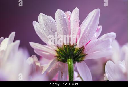 Sfondo bianco crisantemo, vista dall'alto. Sfondi floreali. Fiori Daisy Bouquet fuoco selettivo bello rosa. Foto Stock