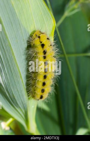 bruco giallo con puntini neri della farfalla Zygaena filipendulae. Foto Stock