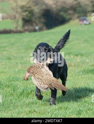 Retriever flatcoated che recupera fagiano shot Foto Stock