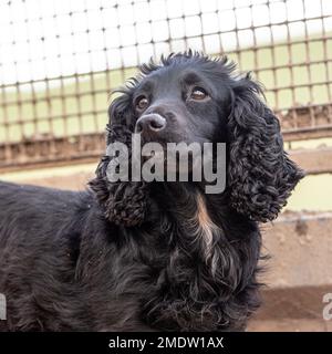 Lavoro nero cocker spaniel Foto Stock