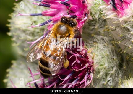 Bee su germogli di burdock di minore entità, vista ravvicinata con messa a fuoco selettiva in primo piano. Foto Stock