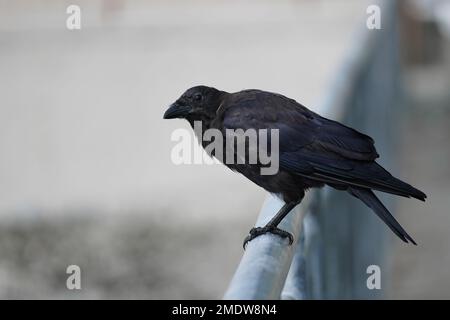 Corvo nero su una fence Foto Stock