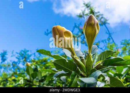 Fioritura Solandra Maxima noto come Coppe d'oro o vitine di Calice variegate o fiori di vite di Calice d'Oro Foto Stock