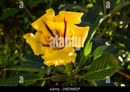 Fioritura Solandra Maxima noto come Coppe d'oro o vitine di Calice variegate o fiori di vite di Calice d'Oro Foto Stock