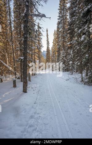 Percorso sopraelevato per lo sci di fondo al lago Louise nel Banff National Park, Alberta, Canada Foto Stock