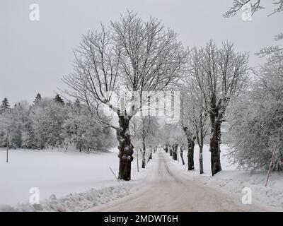 Strada di campagna arata in un paesaggio invernale svedese con neve sugli alberi e neve deriva accanto alla strada e un cielo grigio. Foto Stock