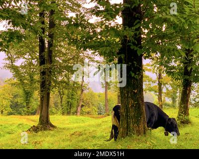 Mucca svizzera con campanello nella foresta di montagna in Ticino, Svizzera. Foto Stock