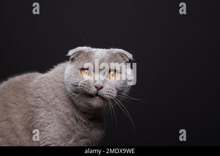 Scottish Fold Cat con labbro sollevato, facendo il viso divertente e guardando direttamente nella fotocamera. Il gatto sembra determinato e sicuro. Foto Stock