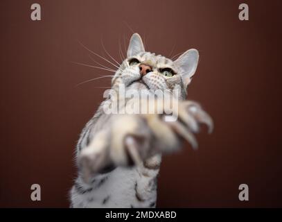 Primo piano di un gatto bengala che gioca raggiungendo la zampa con artigli affilati verso la telecamera. Lo sfondo è di colore marrone Foto Stock
