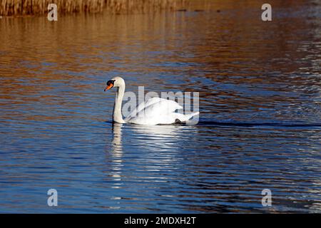 Adult Mute Swan, cygnus olor nuotare lungo a Cardiff Bay preso il 2023 gennaio. Inverno Foto Stock