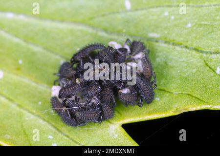 Larve giovani di Harmonia axyridis Harlequin ladybug. Foto Stock