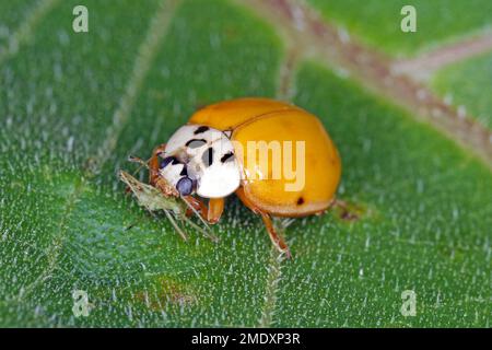 Harmonia axyridis Harlequin ladybug mangiare un apido cacciato. Foto Stock