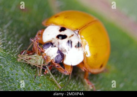 Harmonia axyridis Harlequin ladybug mangiare un apido cacciato. Foto Stock