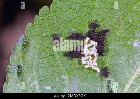 Larve giovani di Harmonia axyridis Harlequin ladybug. Foto Stock