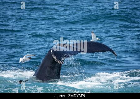 Primo piano di Humpback Whale, nuoto coda vicino a Whale Watch Boat, al largo della costa di Cape Cod Foto Stock