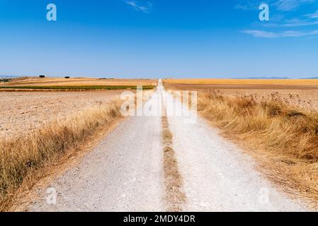 Strada sterrata attraverso enormi campi di grano la mattina in estate. Burgos, Spagna Foto Stock