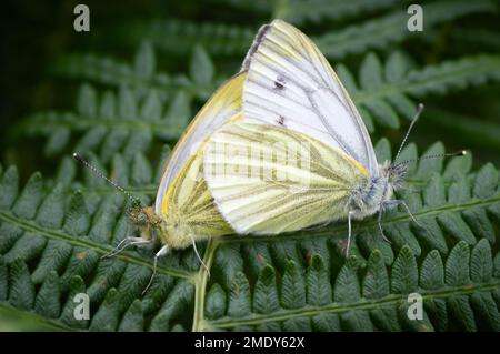 Farfalle bianche con venature verdi che si accoppiano su felci Foto Stock