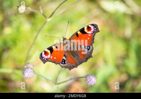 Farfalla Peacock in posa su Devil's-bit Scabious Foto Stock