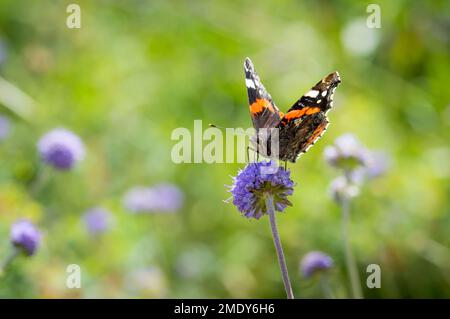 Farfalla dell'Ammiraglio rosso che si posa su Devil's-bit Scabious Foto Stock