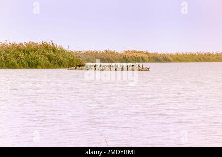 Al Karaana Lagoon, una sosta per gli uccelli migratori in Qatar Foto Stock